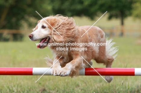 English Cocker Spaniel jumping