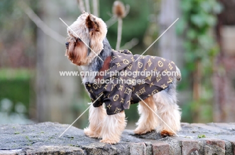 Yorkshire Terrier dressed up
