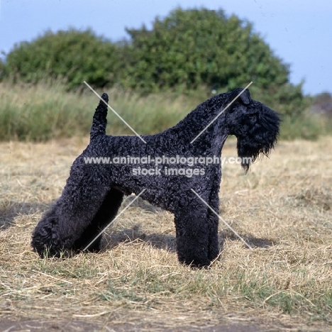 can am eng ch tantara's whiskeyjack cdx, kerry blue terrier 