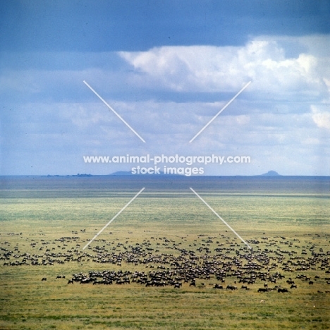 herd of wildebeest migrating in serengeti np