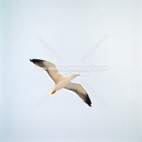 lesser black-backed gull off scandinavia