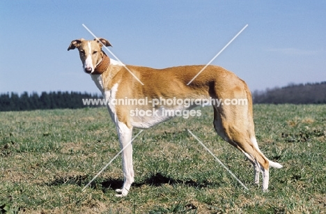 Polish Greyhound side view