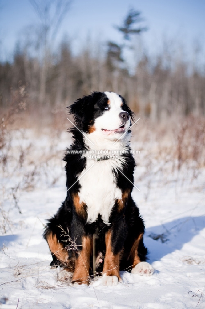 Bernese Mountain Dog sitting in snowy field