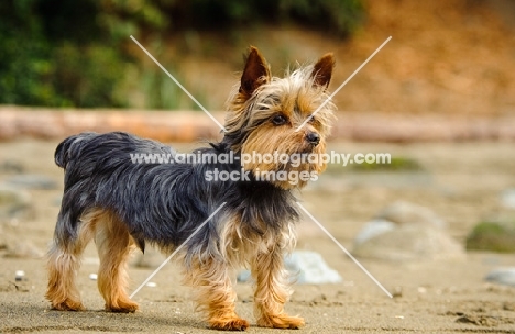 Yorkshire Terrier side view