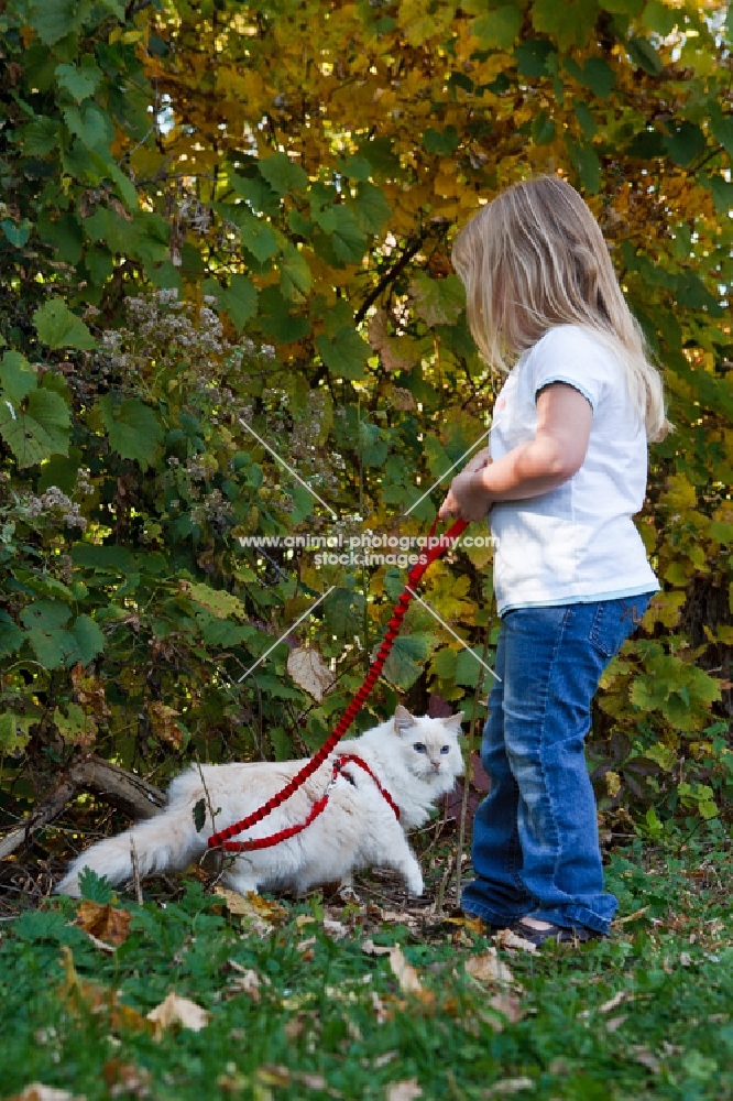 ragdoll with girl