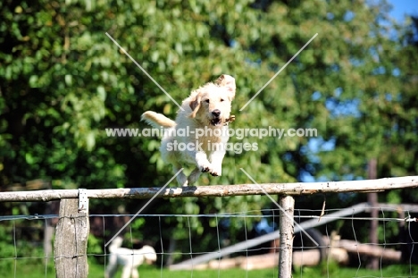 Labradoodle jumping fence