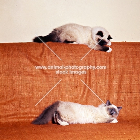 seal point and blue point birman cats playing
