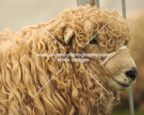 Greyfaced Dartmoor sheep portrait