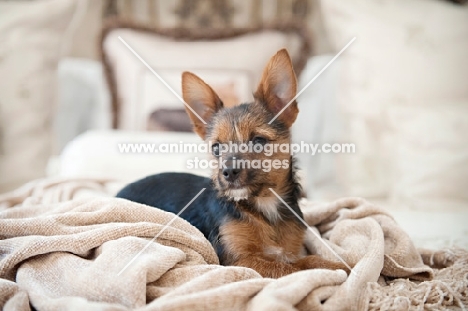 terrier mix puppy lying in blanket