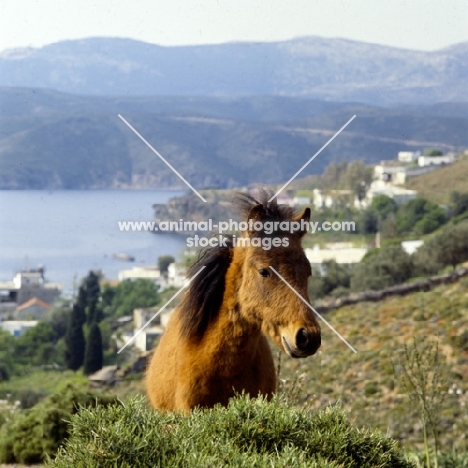 skyros colt in greece on skyros island