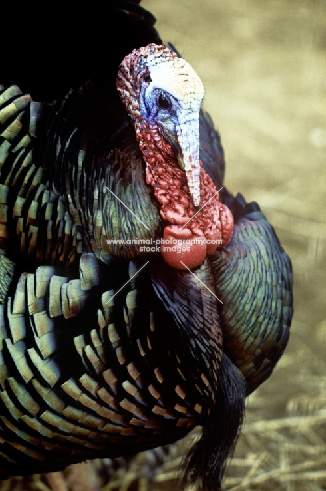 north american wild turkey