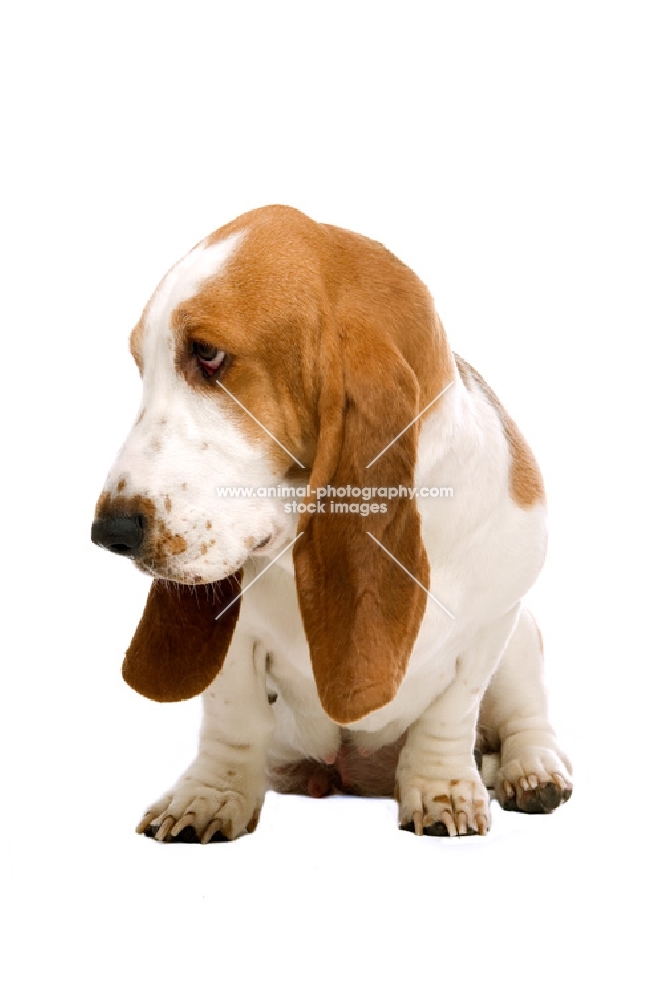 basset hound looking down