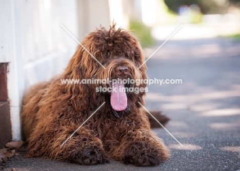 Labradoodle lying down, hair covering eyes