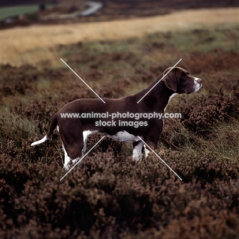 pointer in heather