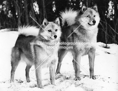 two finnish spitz from cullabine in snow