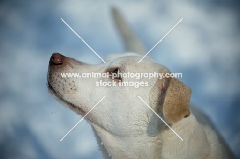 head shot of a labrador cross on a snow background