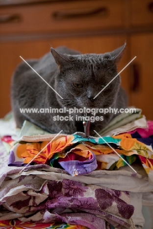 Grey cat looking sad and sitting on a colourful pile of fabric