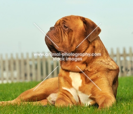 Dogue de Bordeaux resting on grass