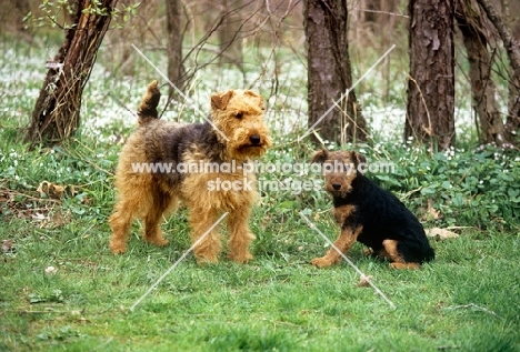 am ch ja-mar's felstead, welsh terrier with puppy, bear hill's mr jinks, in forest