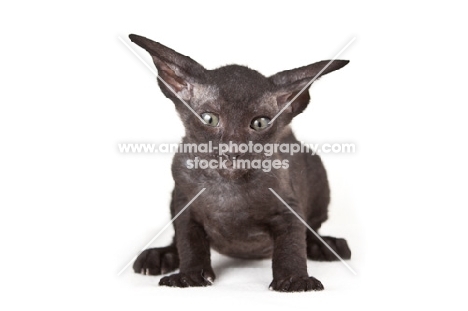 black Peterbald kitten