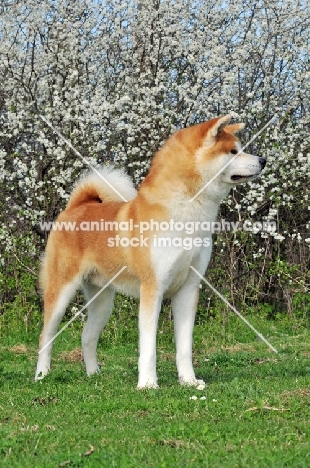 Akita near blossom