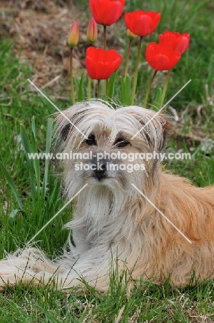 Pyrenean Sheepdog