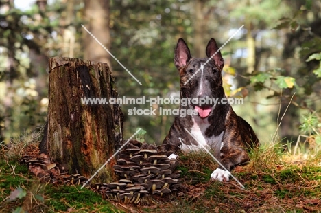 Bull Terrier in forest