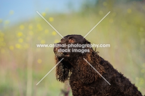 American Water Spaniel