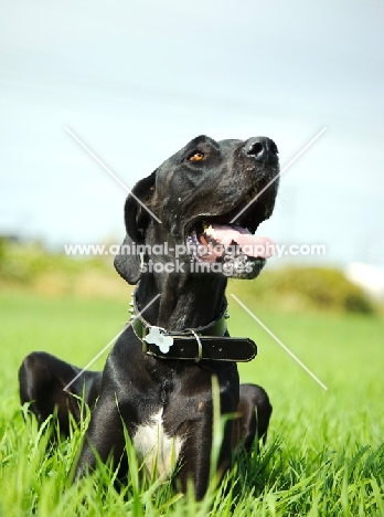 Great Dane lying on grass, looking up