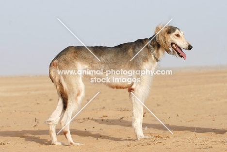 Arabian Saluki in Dubai desert