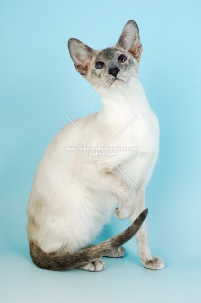 blue point siamese, looking up