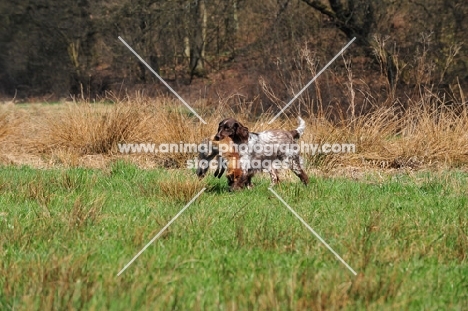 Small Munsterlander retrieving dead fox