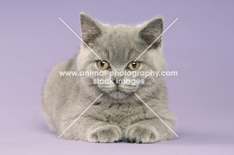 front view of british shorthaired kitten on a purple background