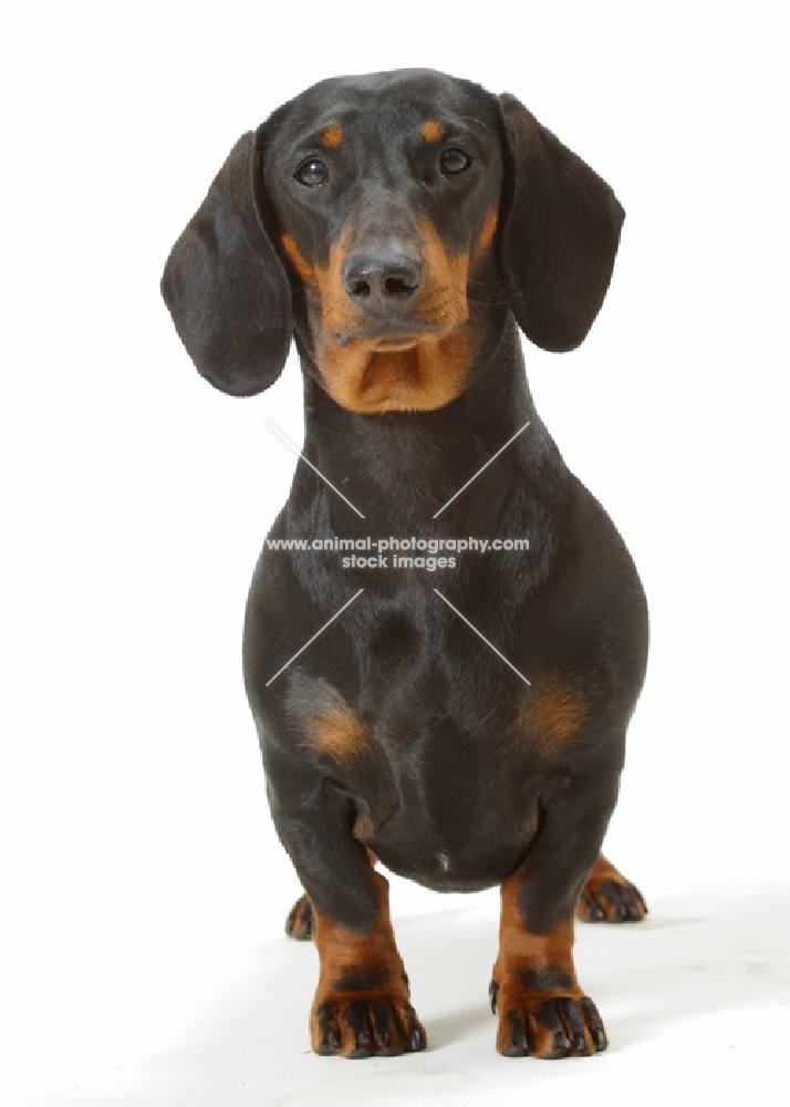 black and tan smooth Dachshund on white background, front view