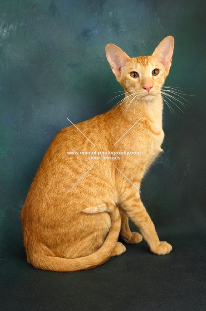 red oriental shorthair cat