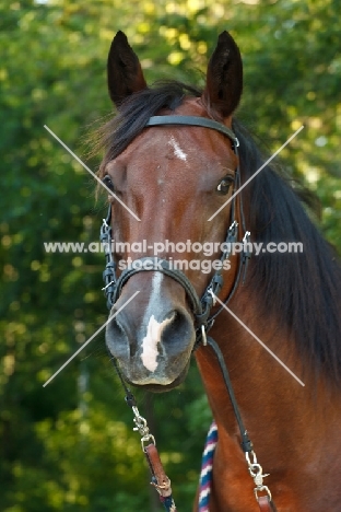 bay Quarter horse portrait
