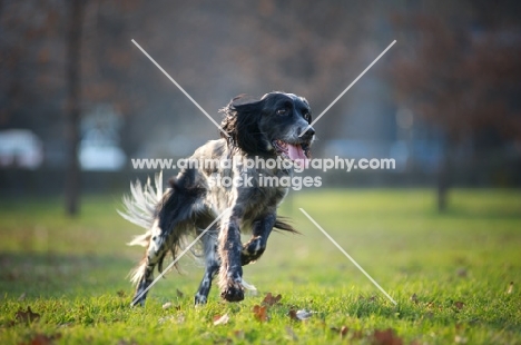 happy black and white english setter running in a park