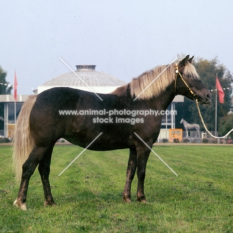 Toni, Estonian Klepper at Moscow Exhibition