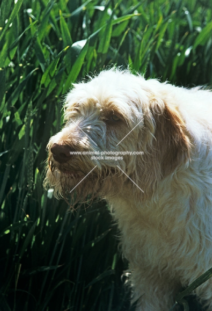 odivane francesca of nantiderri, italian spinone, head study