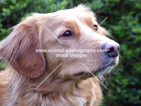 Nova Scotia Duck Tolling Retriever