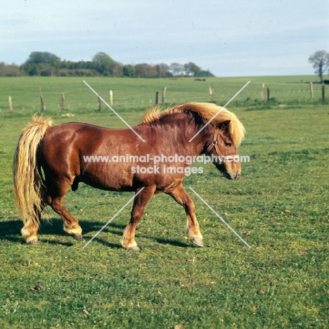 shetland pony stallion walking in field