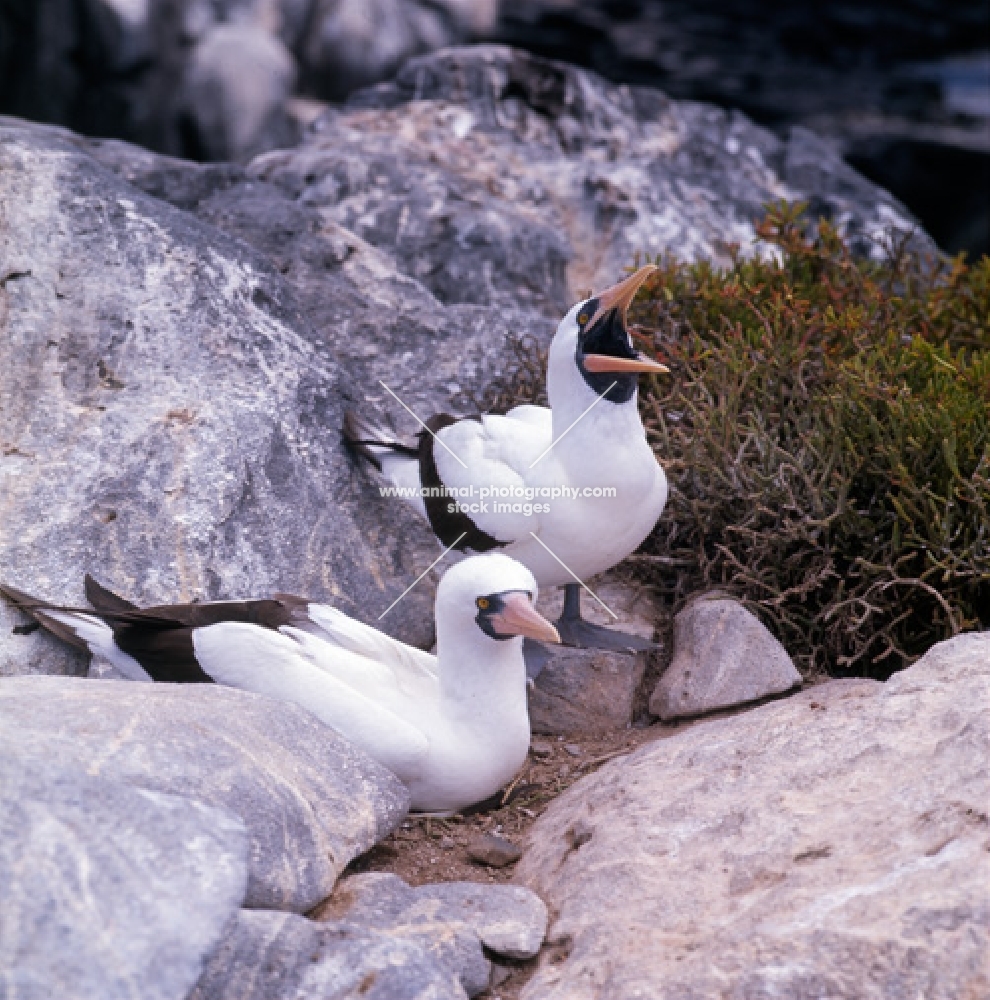 two masked boobies on hood island, galapagos islands