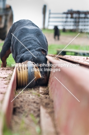 Rottweiler 'ratting' around some steel pillars on a farm