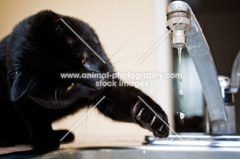 black cat playing with dripping water