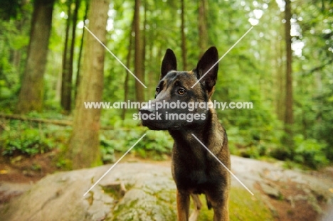 Malinois standing in forest