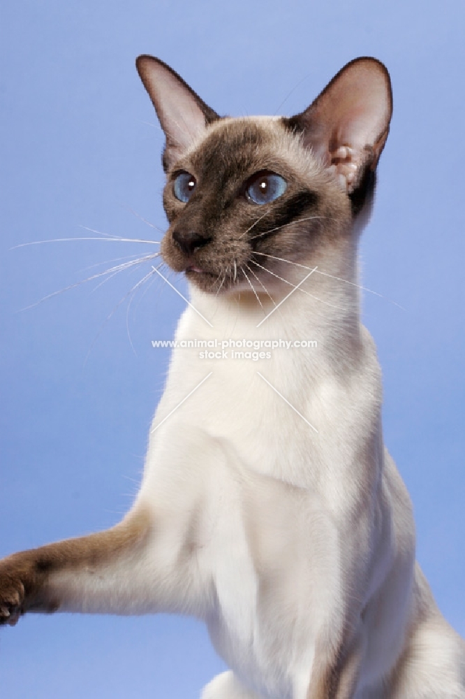 Chocolate Point Siamese cat