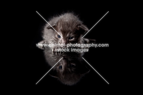 cute Peterbald kitten lying down, looking at own reflection, 2 weeks