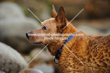 Australian Cattle Dog profile