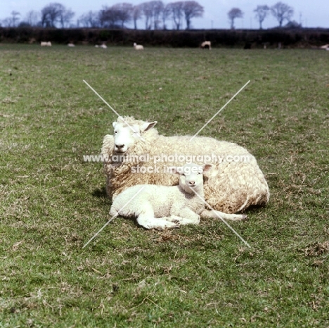 romney marsh ewe with lamb