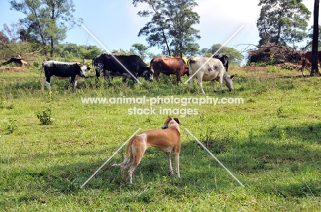 Canis Africanis looking at cattle